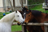 Bienvenu sur le site des Ecuries des Vallées